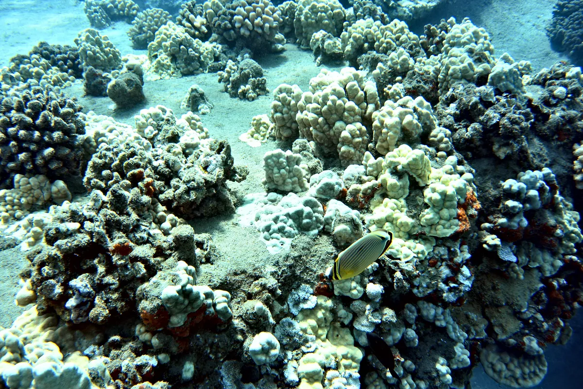 Oval Butterflyfish