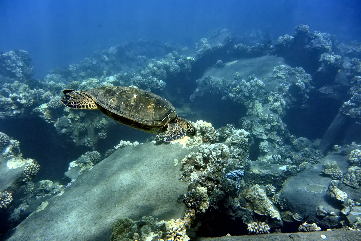 Green Sea Turtle