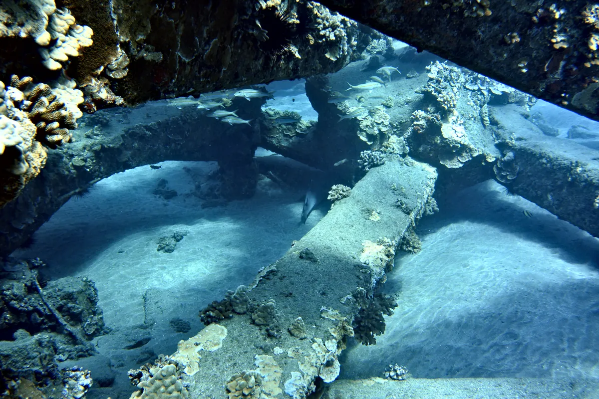 Whitetip Reef Shark