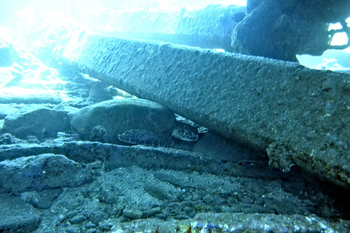 Green Sea Turtle
