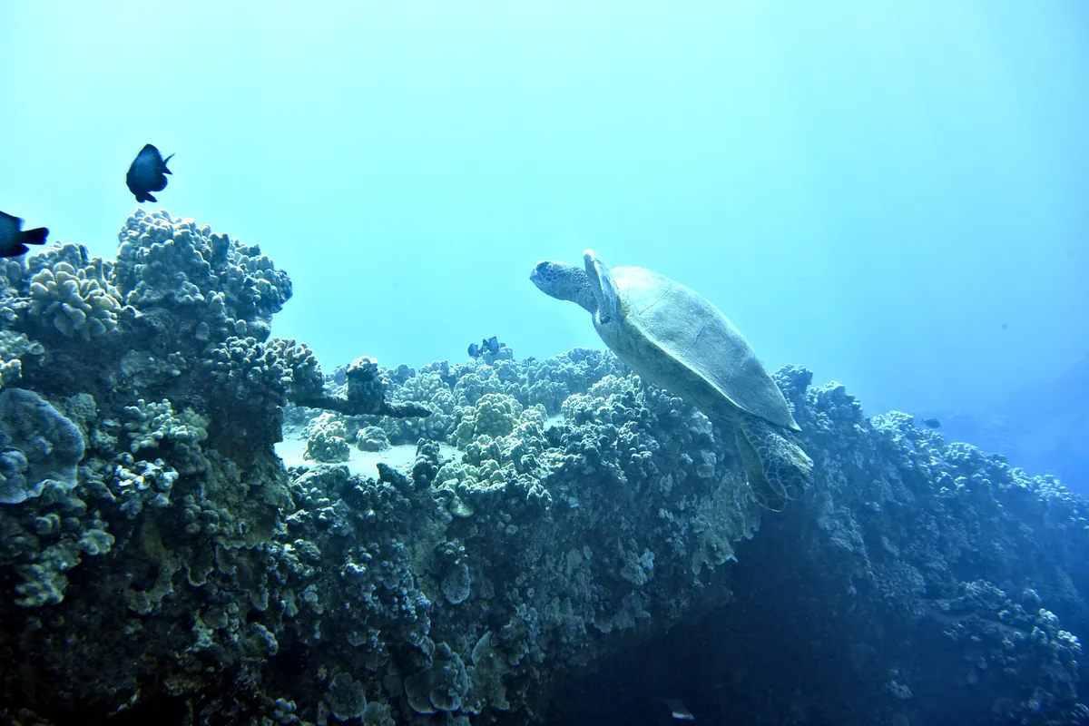 Green Sea Turtle