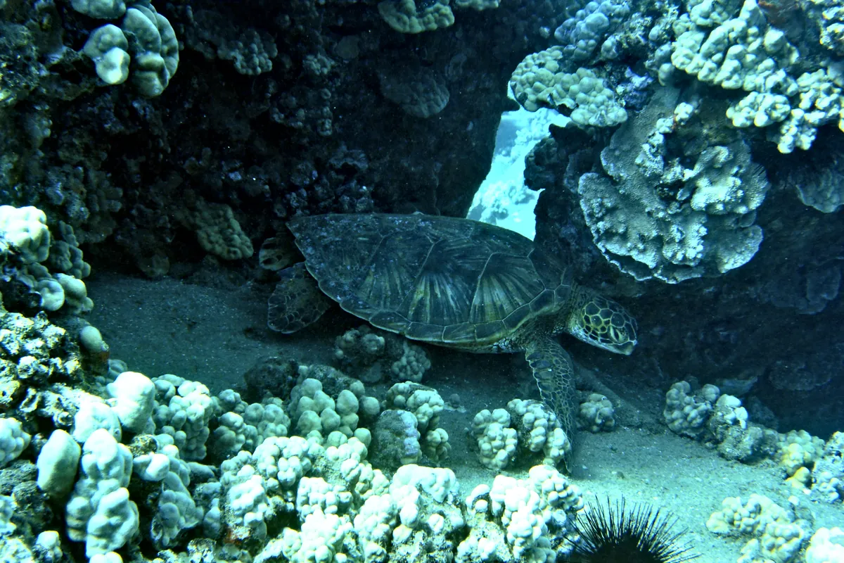 Green Sea Turtle