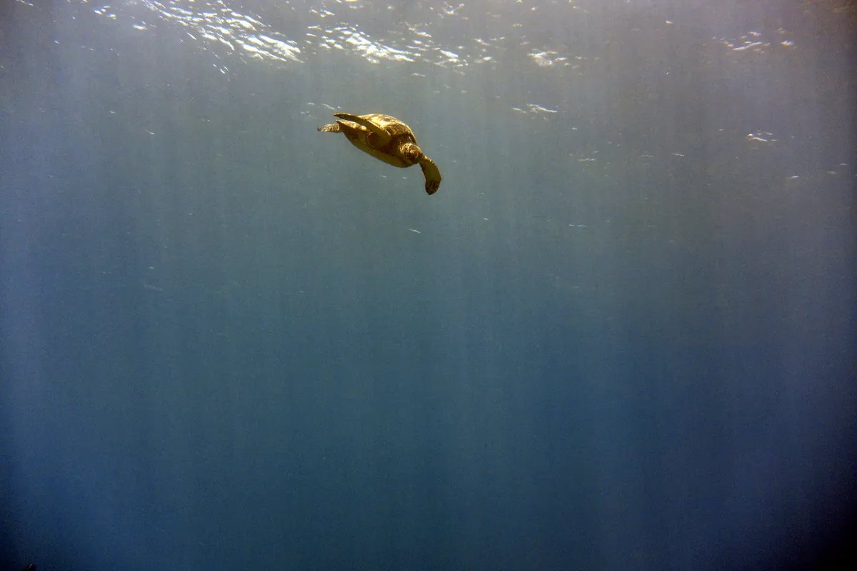 Green Sea Turtle