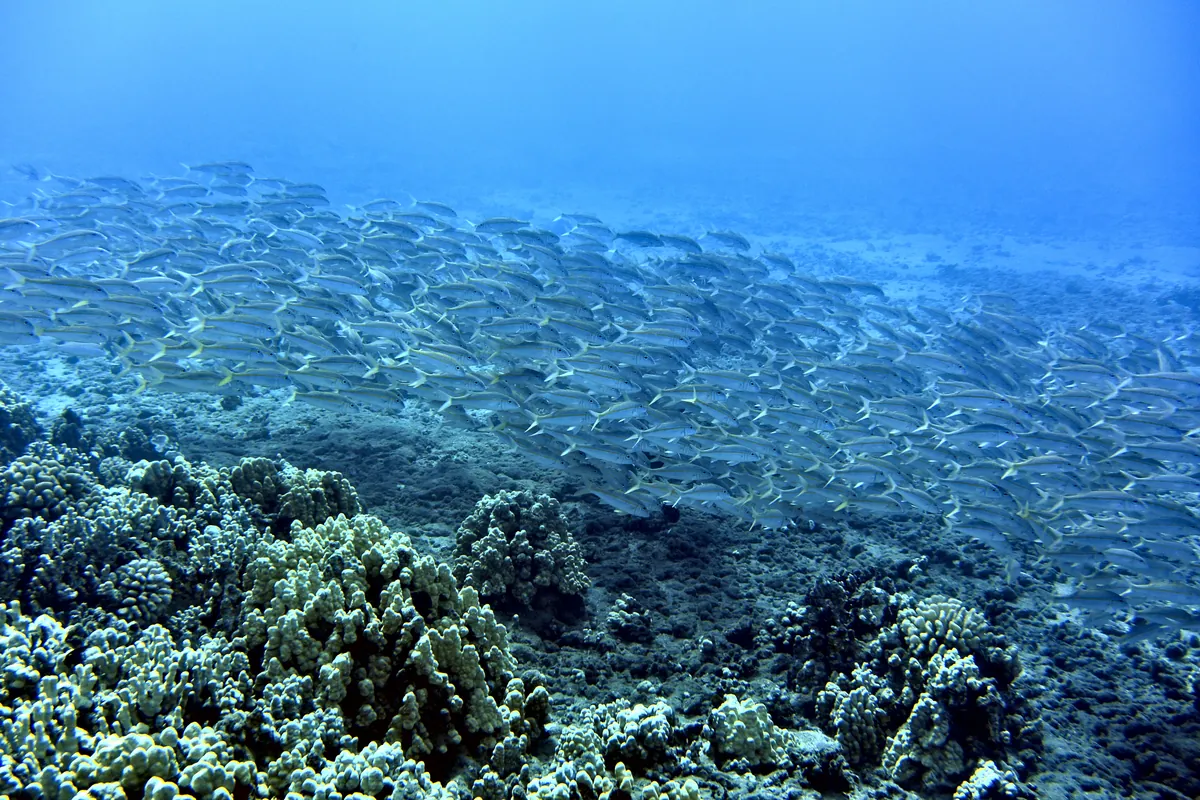 Yellowfin Goatfish