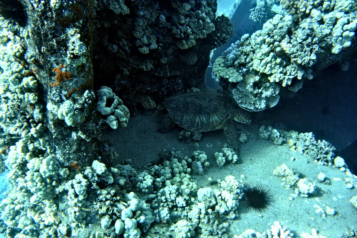 Green Sea Turtle