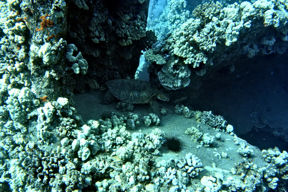 Green Sea Turtle