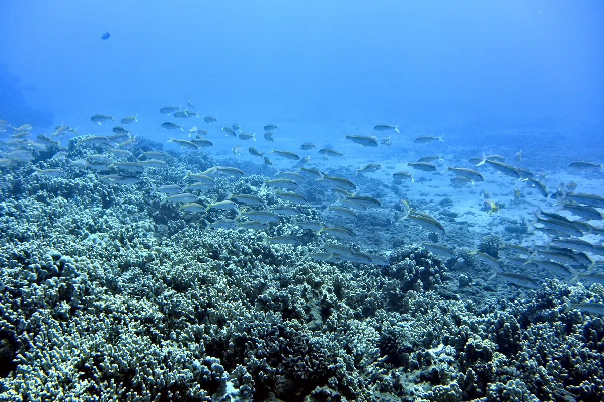 Yellowfin Goatfish