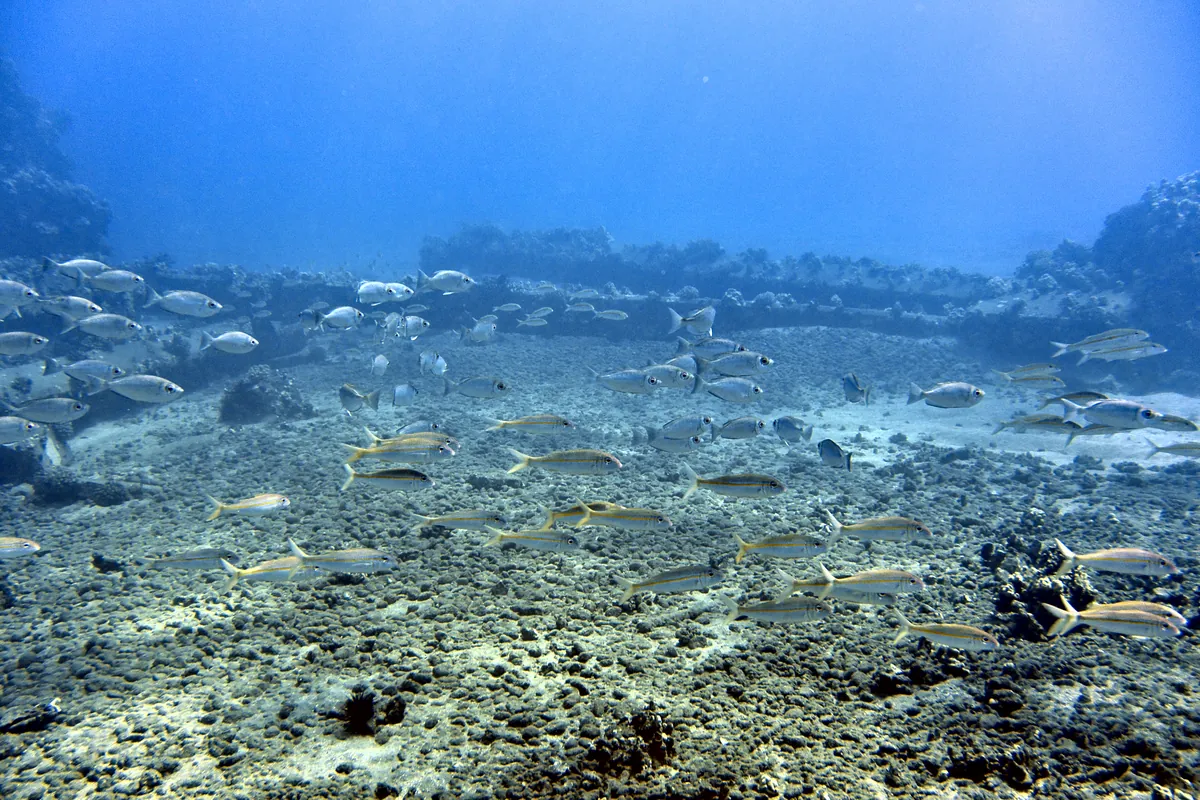 Yellowfin Goatfish