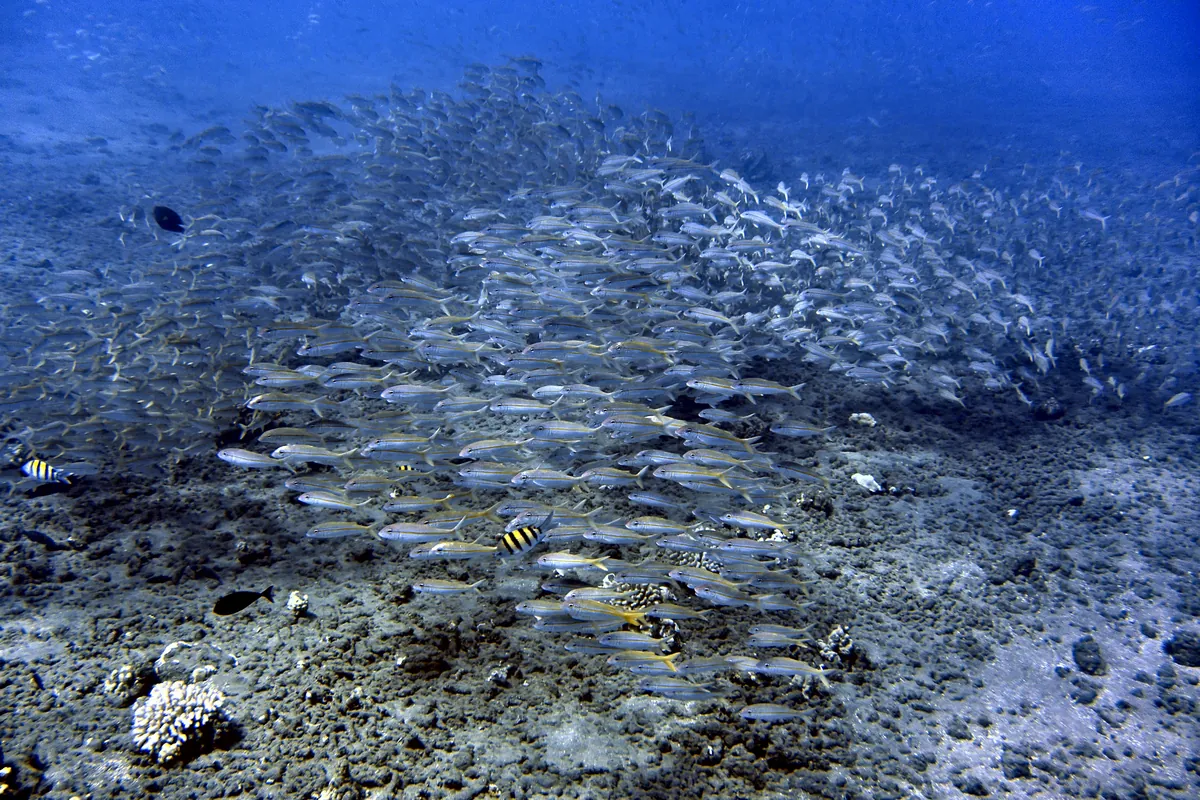 Yellowfin Goatfish