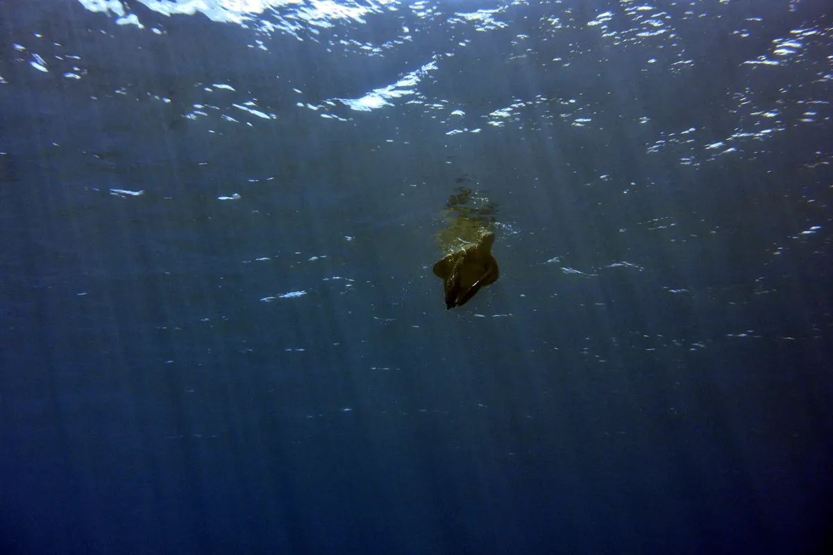 Green Sea Turtle