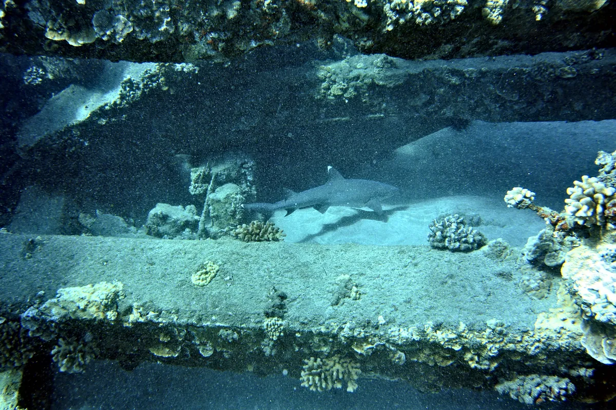Whitetip Reef Shark