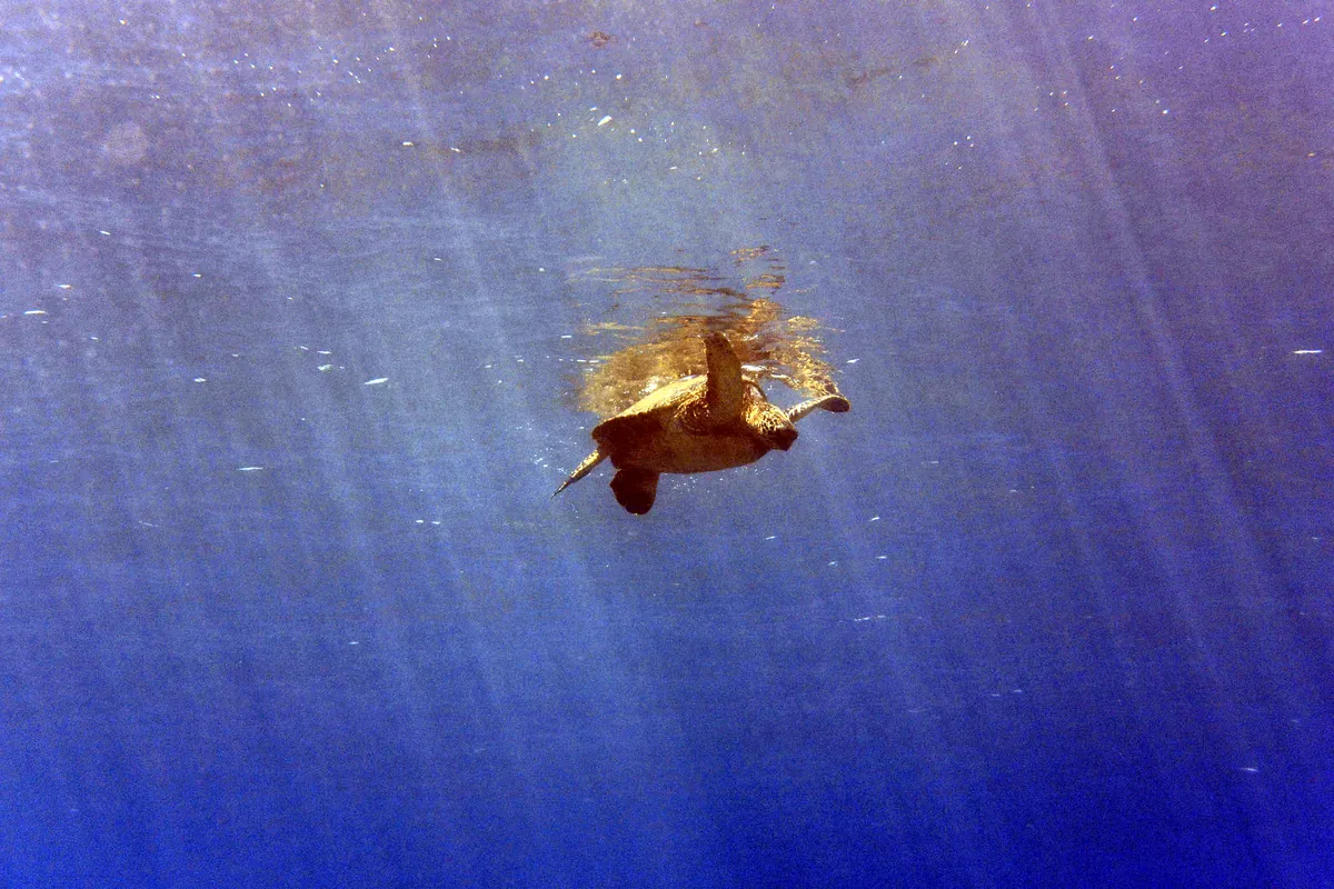 Green Sea Turtle