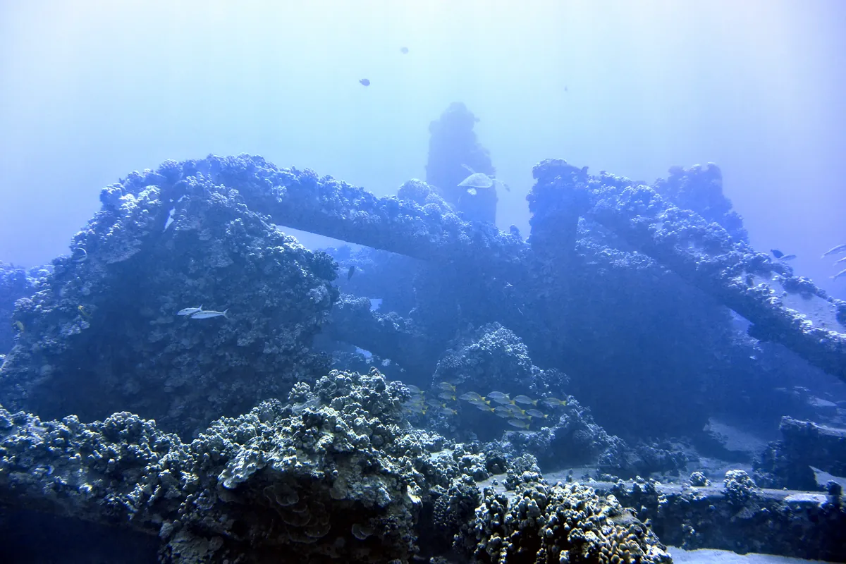 Green Sea Turtle