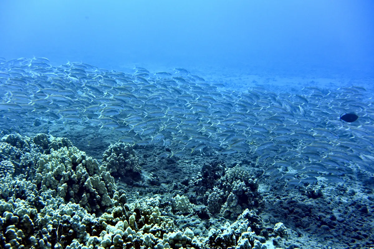 Yellowfin Goatfish