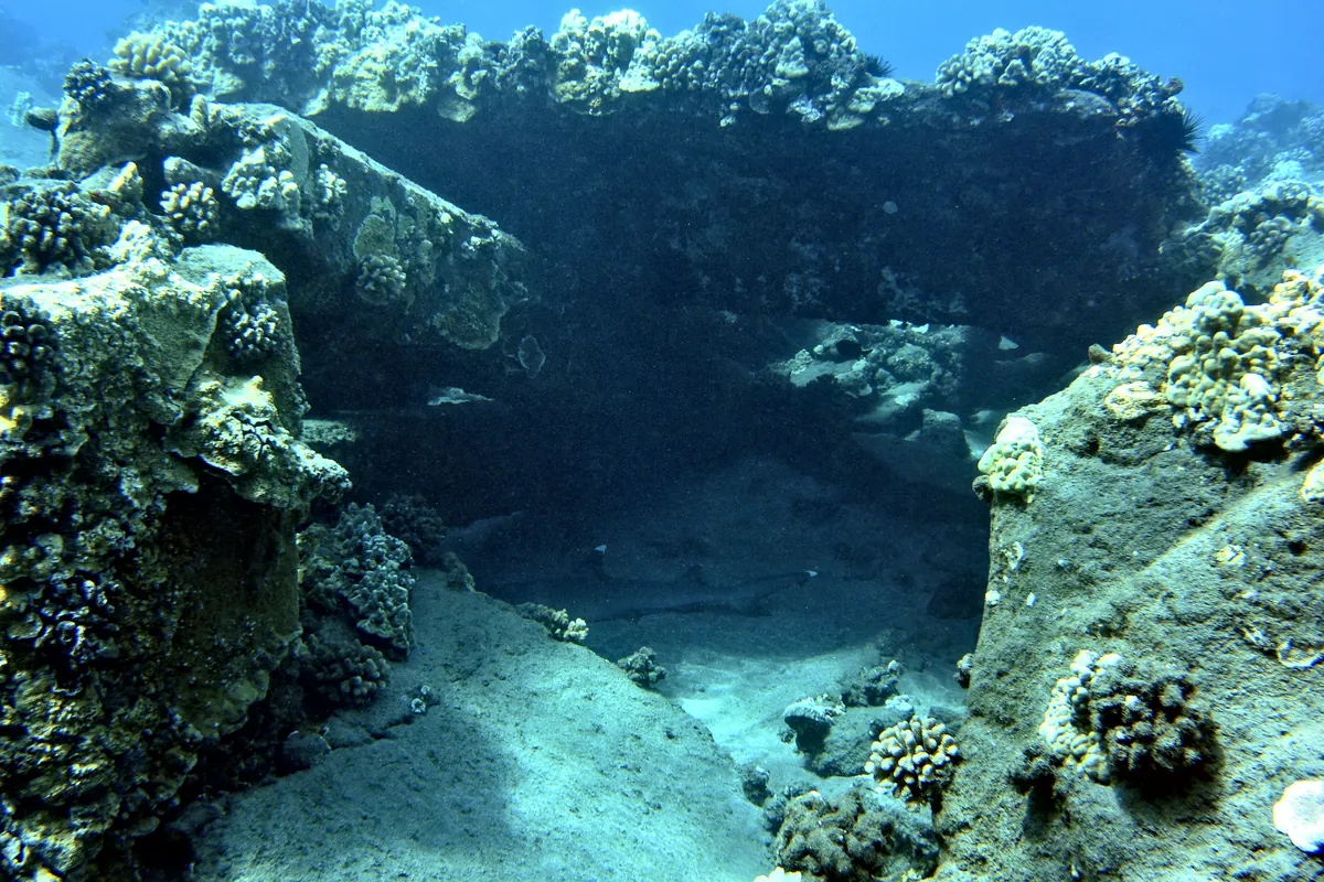 Whitetip Reef Shark