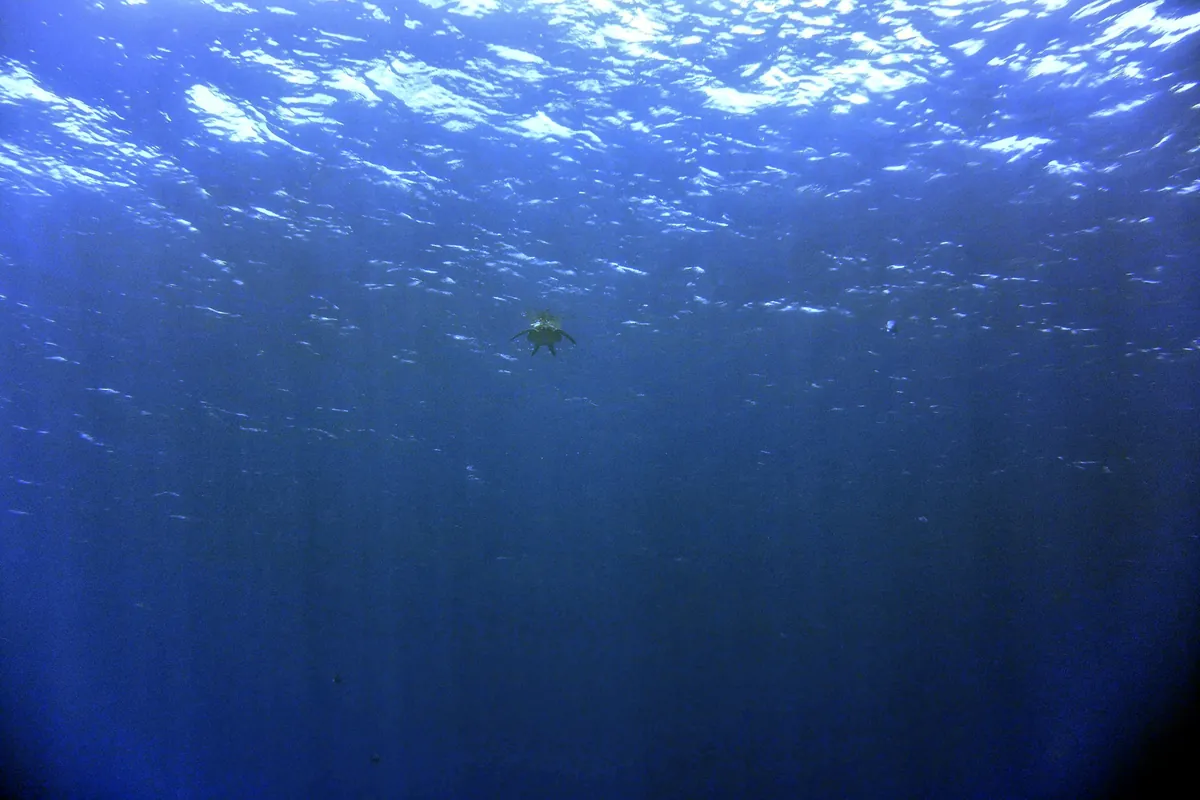 Green Sea Turtle
