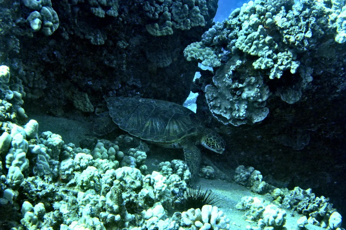 Green Sea Turtle