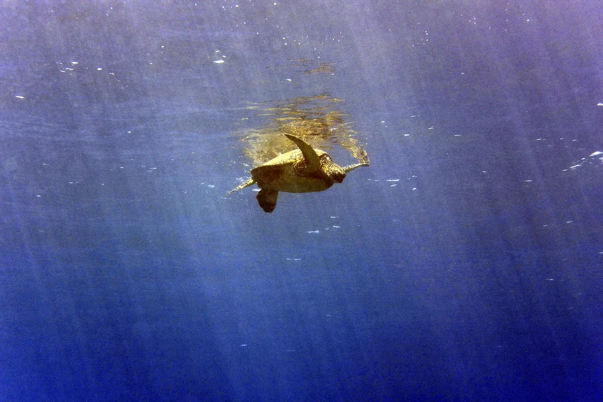Green Sea Turtle