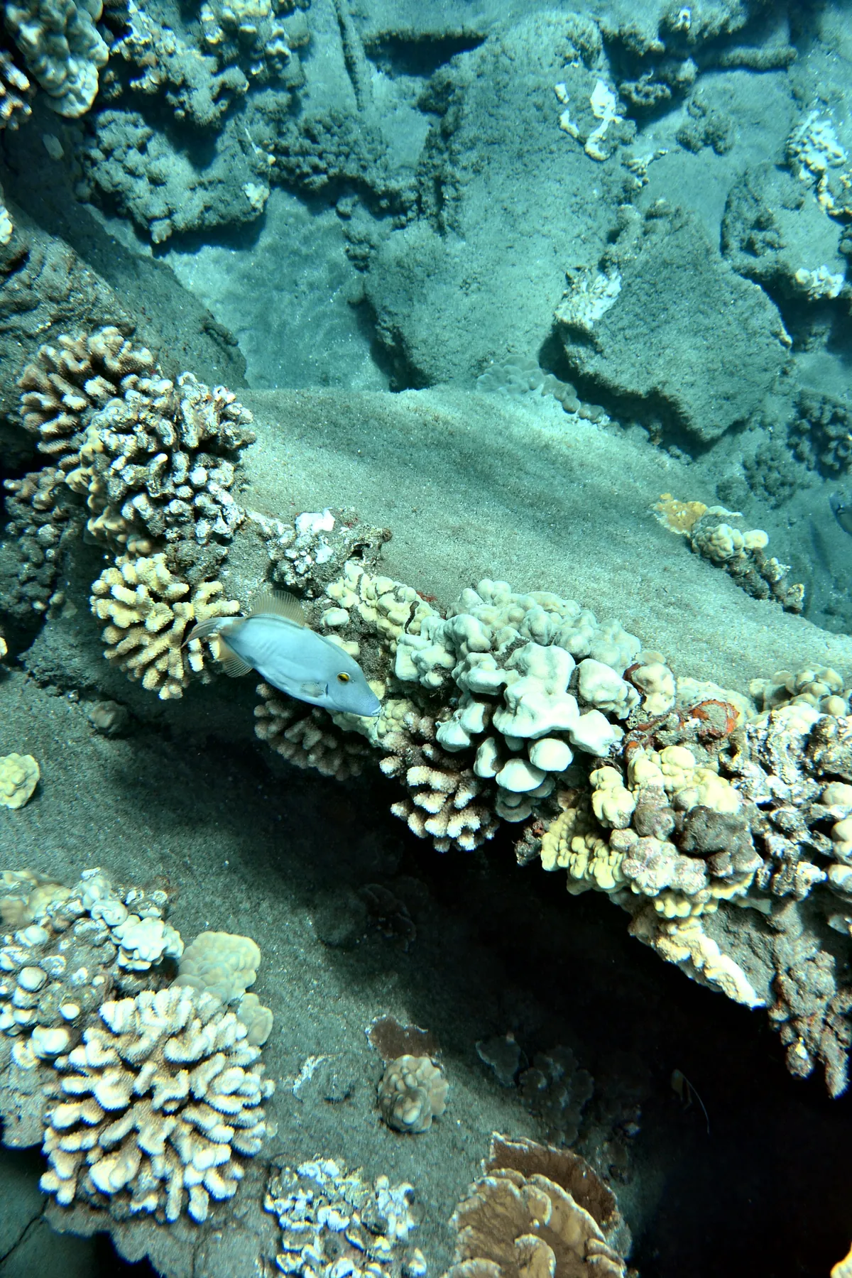 Barred Filefish