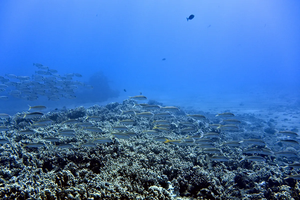 Yellowfin Goatfish