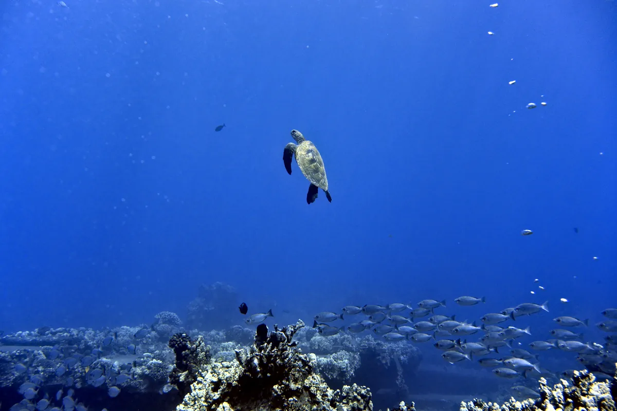 Green Sea Turtle