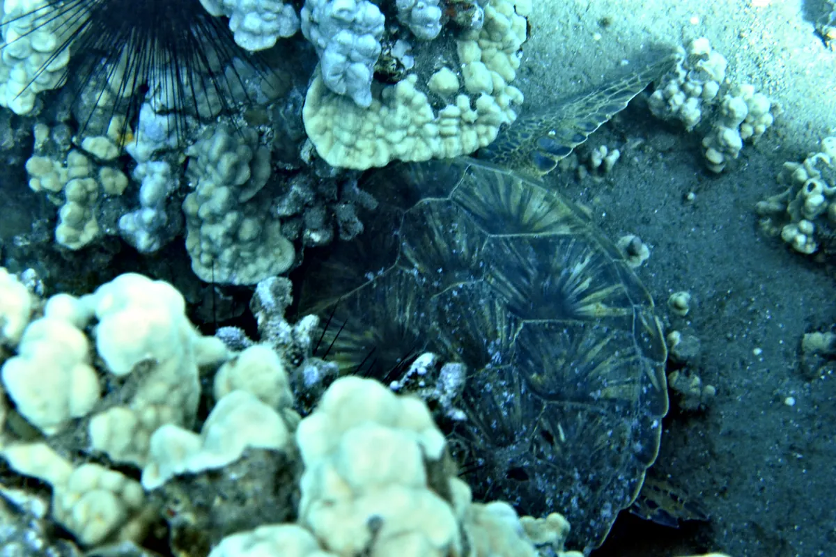 Green Sea Turtle