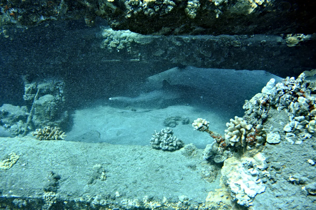 Whitetip Reef Shark