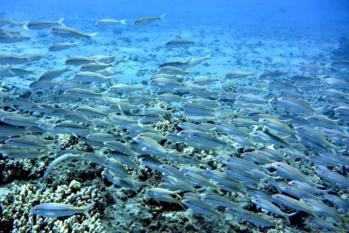 Yellowfin Goatfish