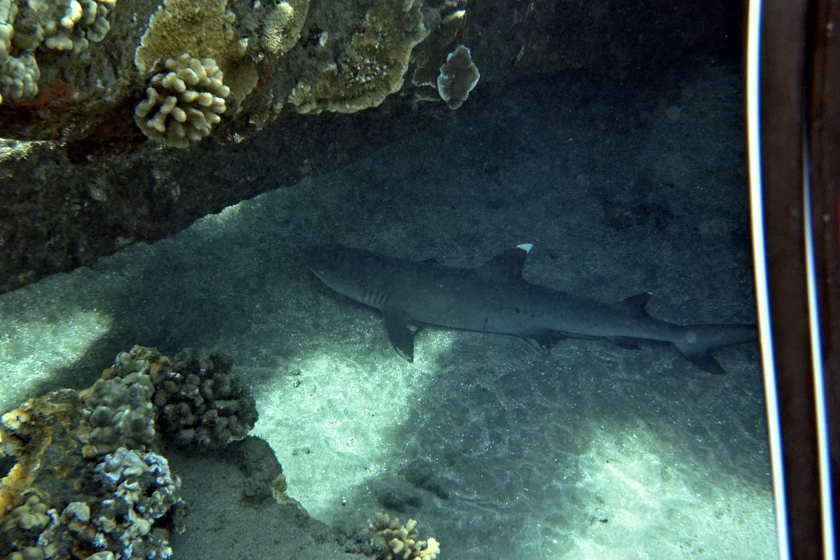 Whitetip Reef Shark