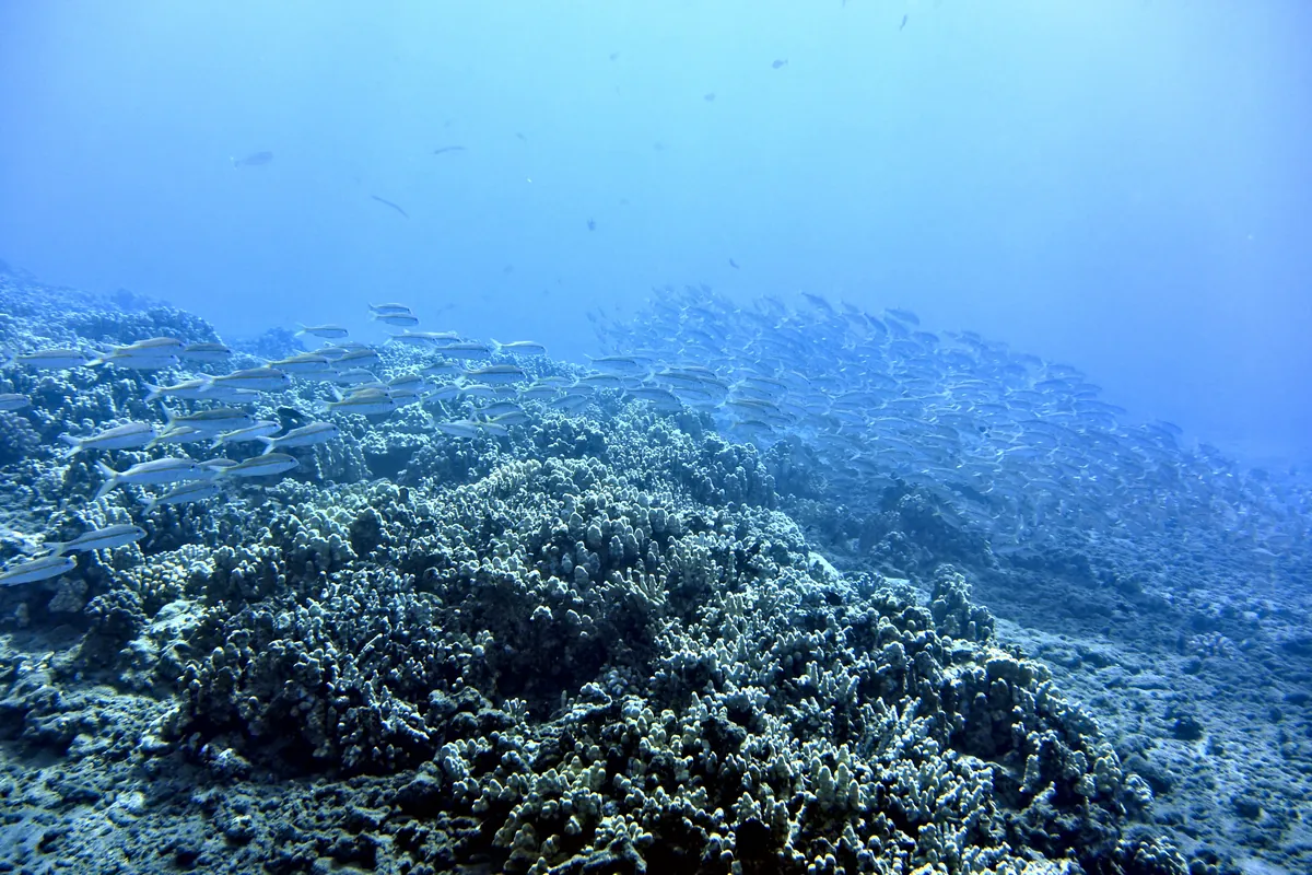 Yellowfin Goatfish