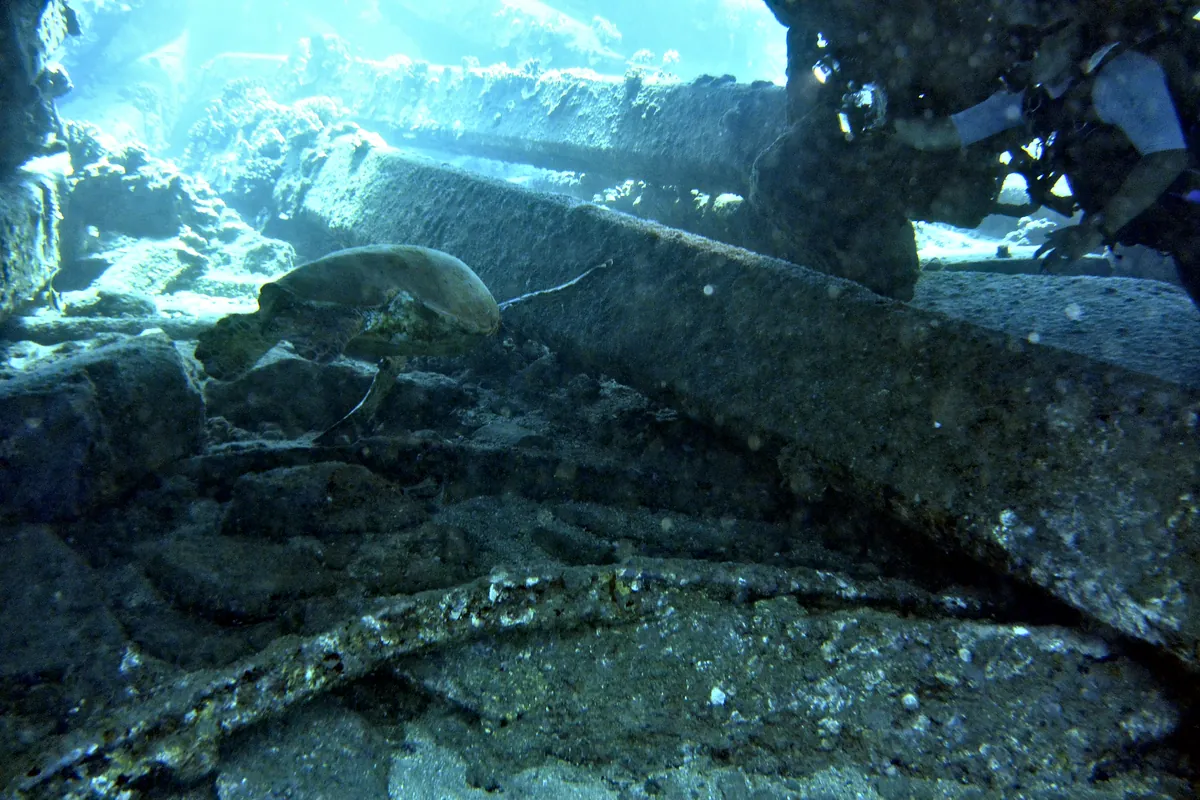 Green Sea Turtle