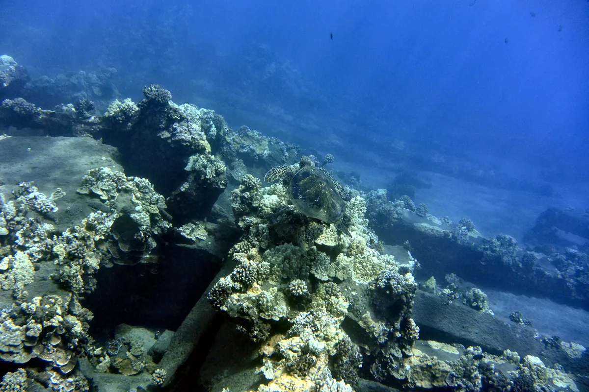 Green Sea Turtle