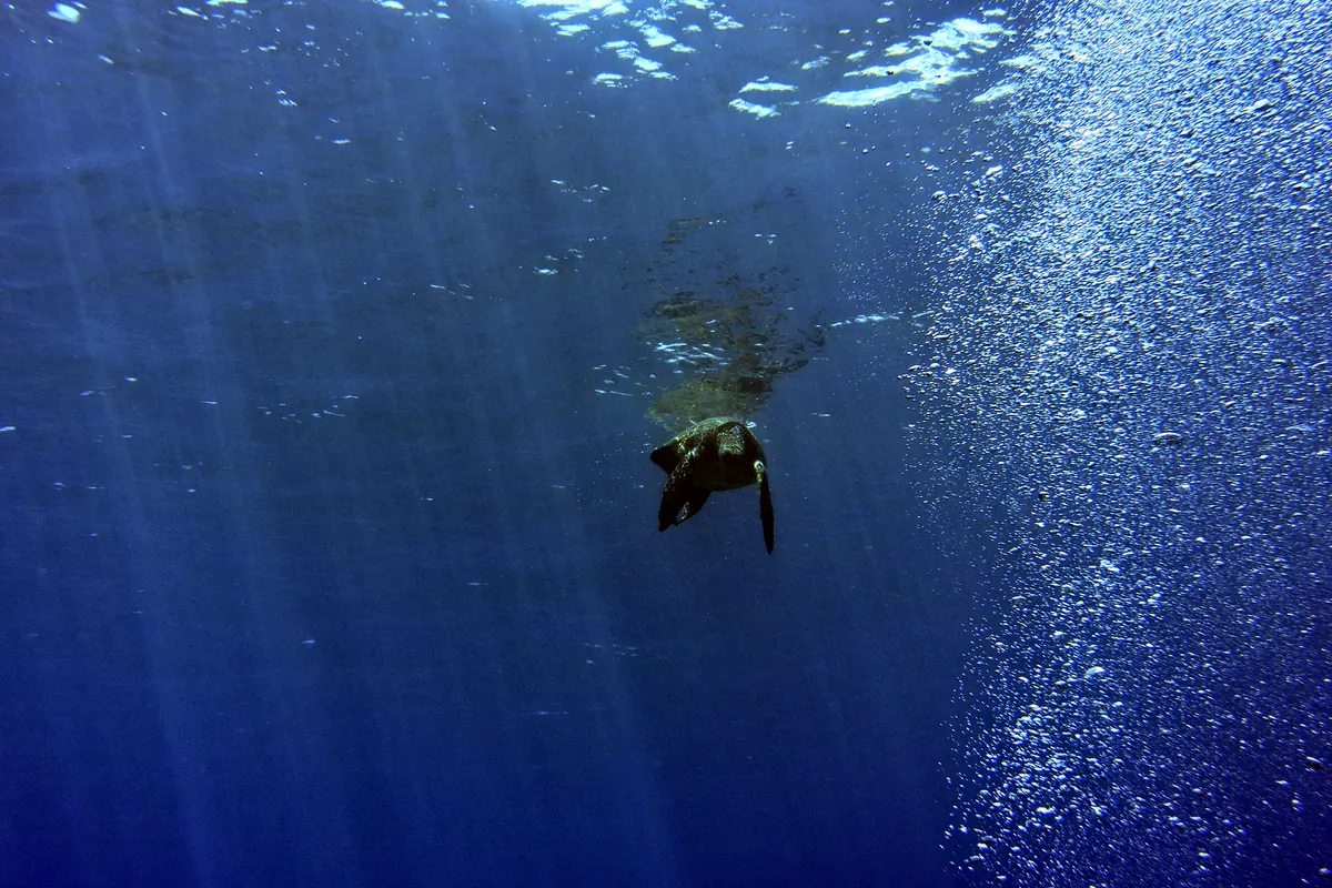 Green Sea Turtle