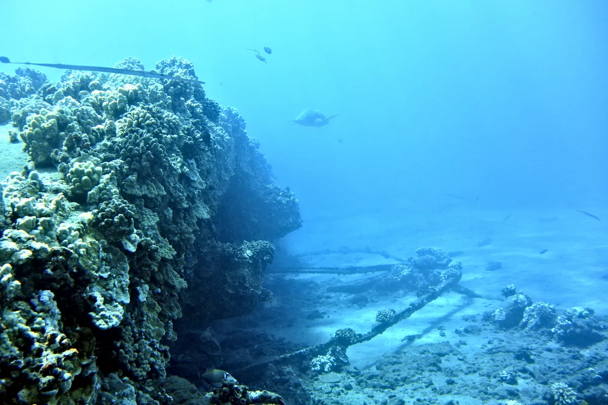 Green Sea Turtle