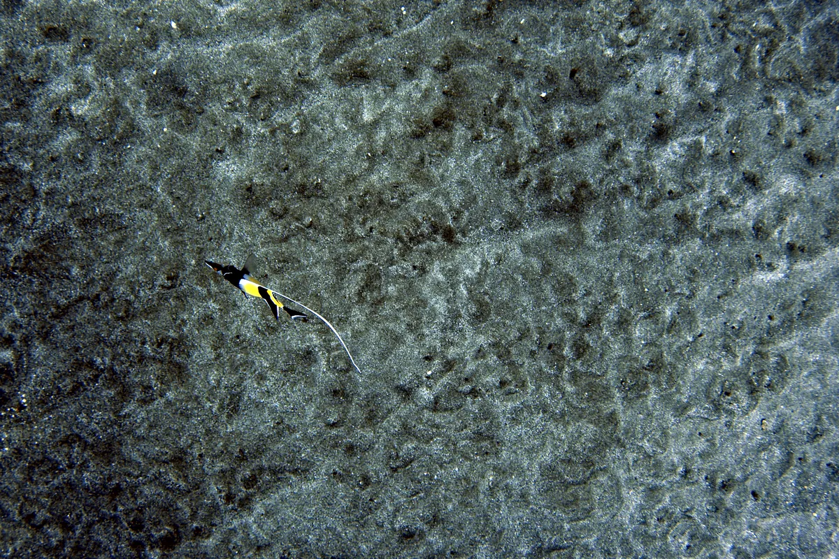 Moorish Idol