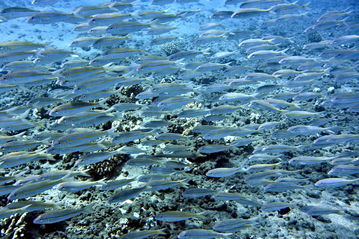 Yellowfin Goatfish