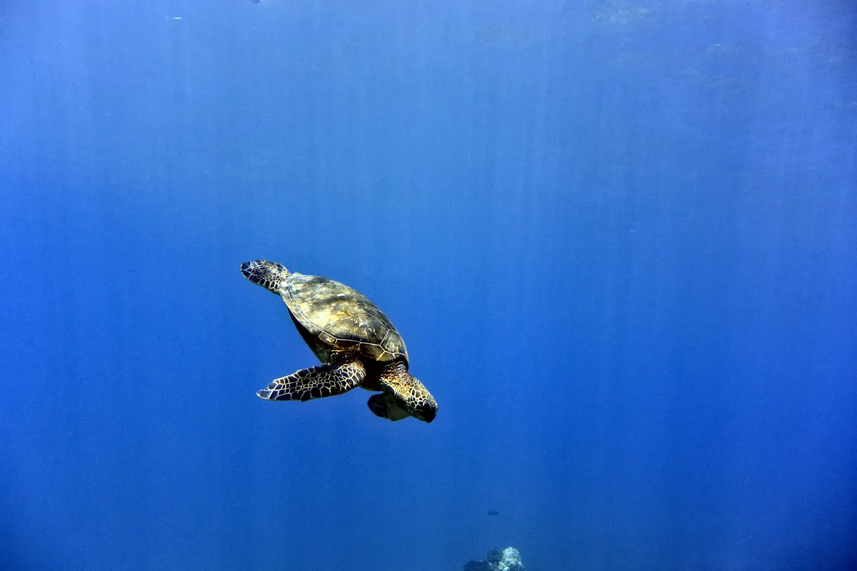 Green Sea Turtle