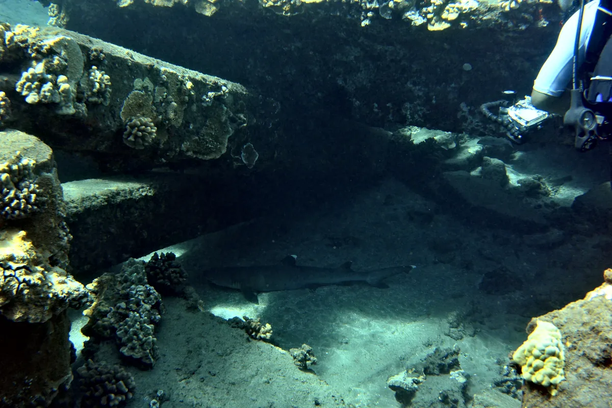Whitetip Reef Shark
