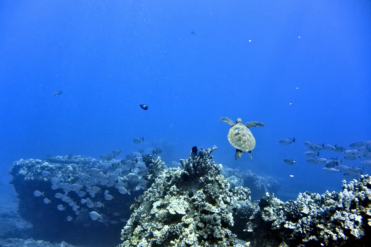 Green Sea Turtle