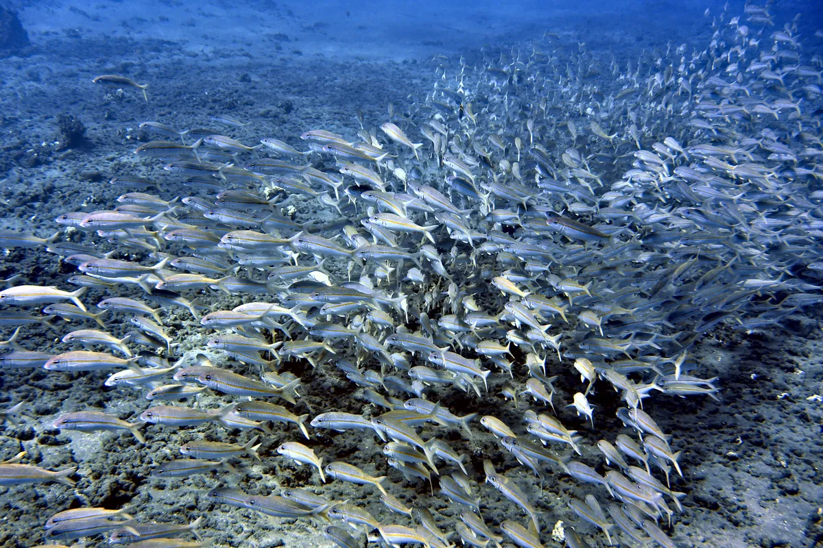 Yellowfin Goatfish