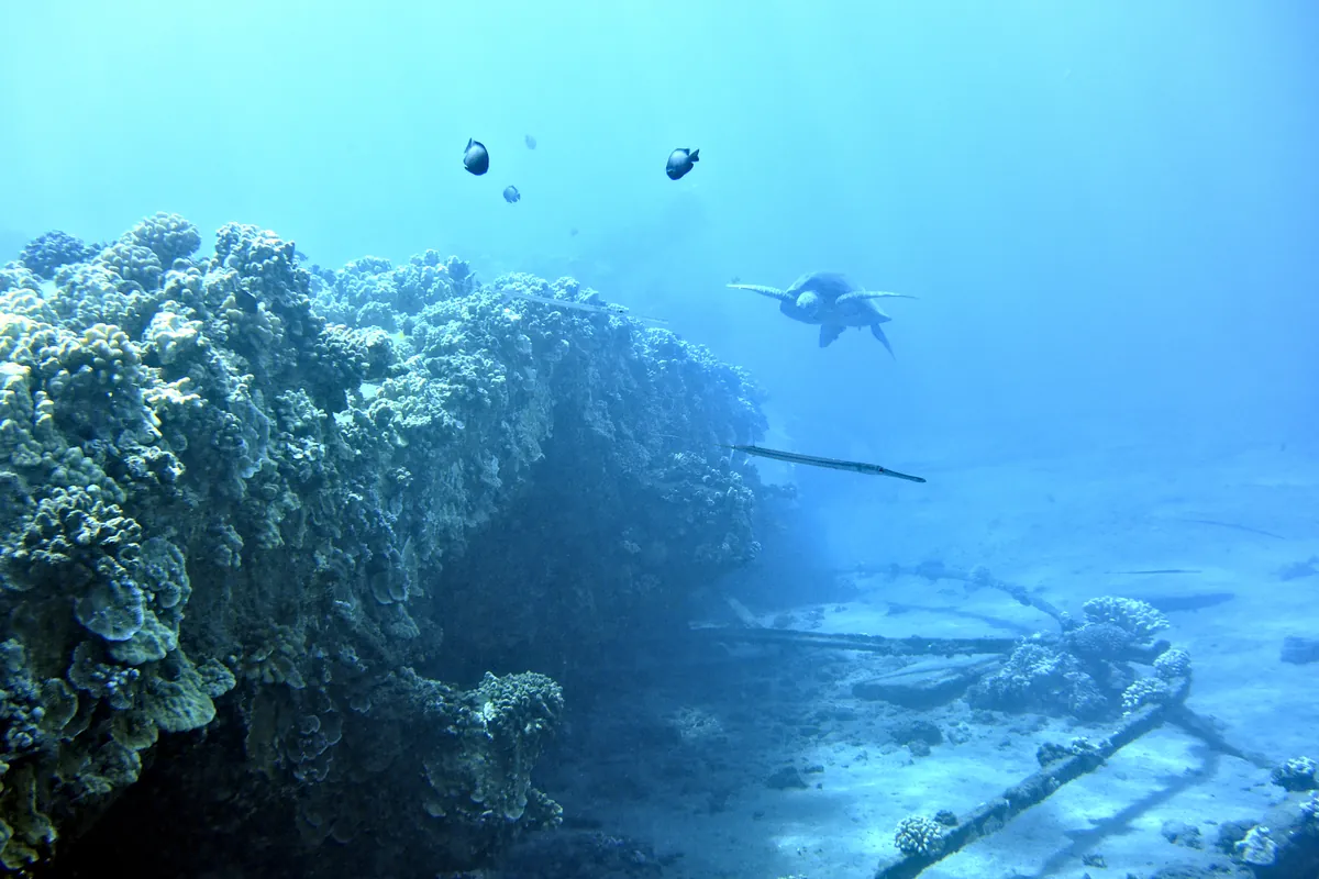 Green Sea Turtle
