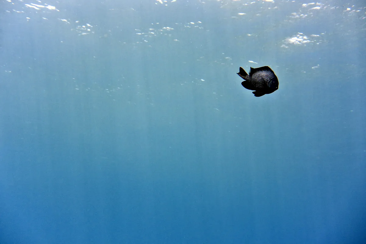 Hawaiian dascyllus