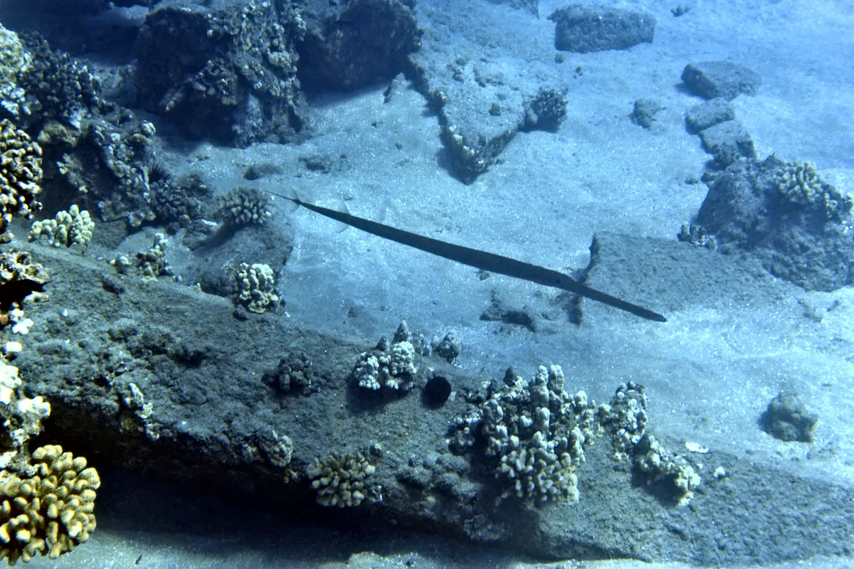 Reef Cornetfish