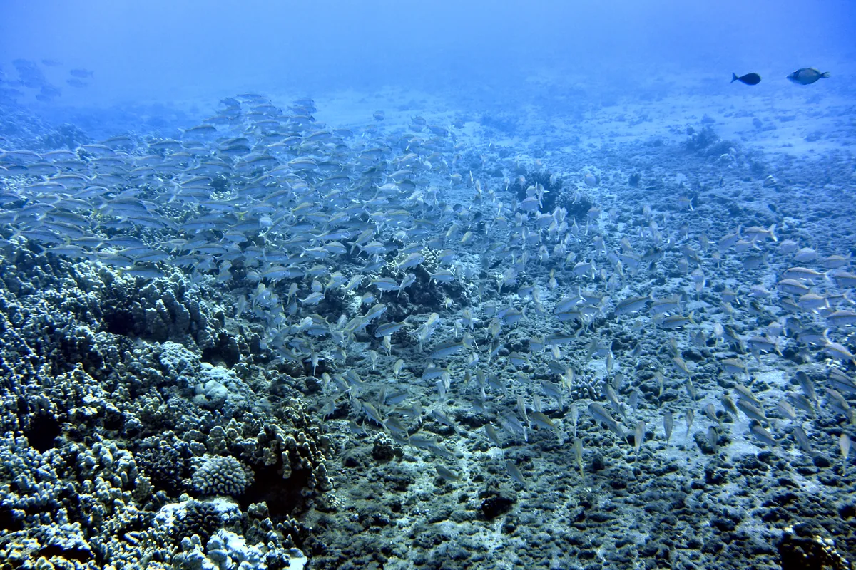 Yellowfin Goatfish