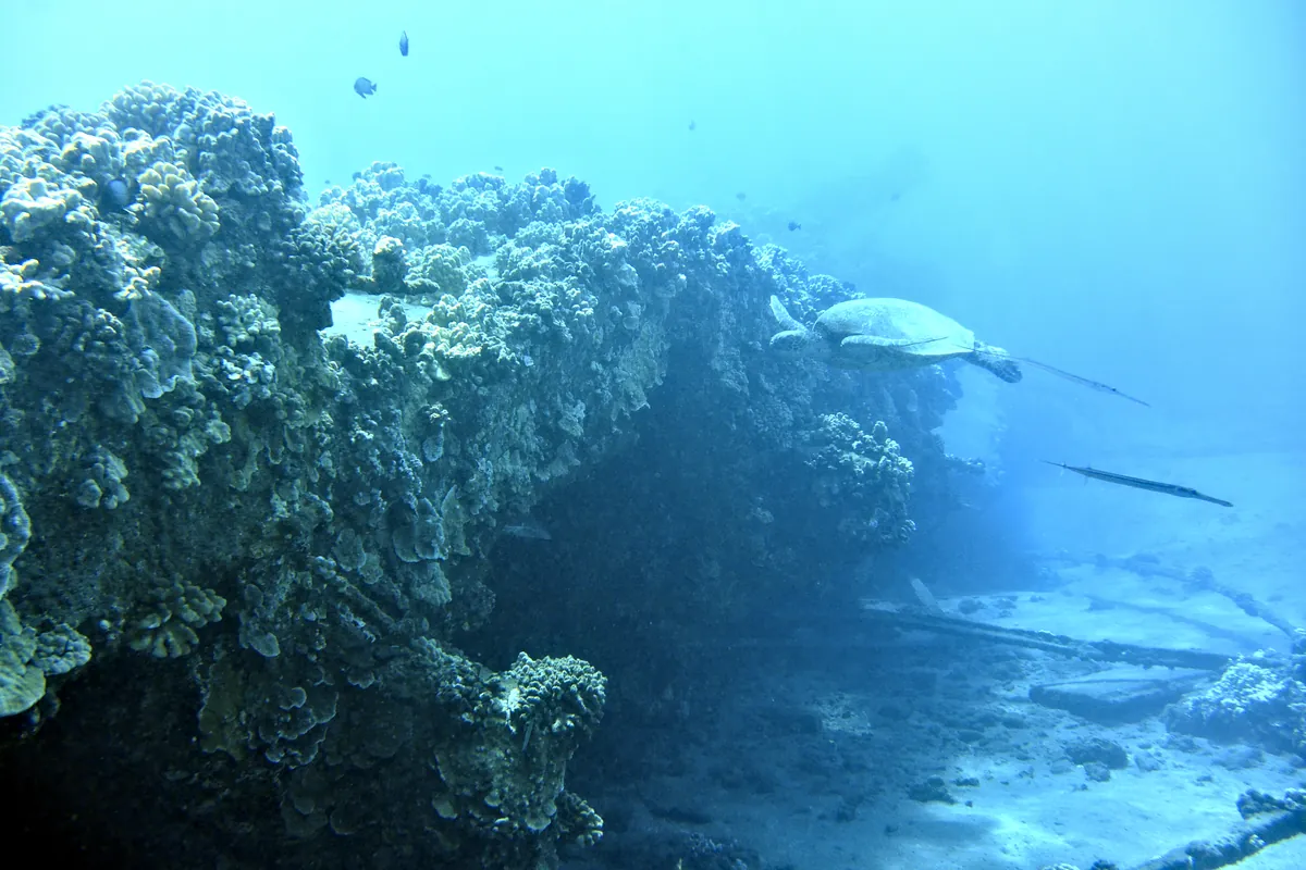 Green Sea Turtle