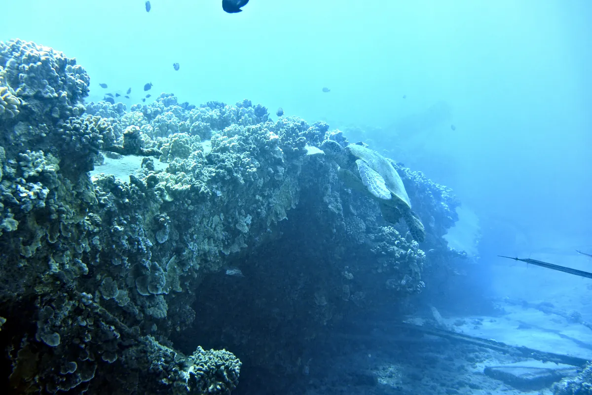 Green Sea Turtle