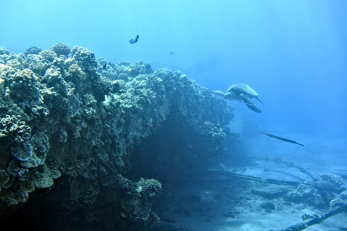 Green Sea Turtle