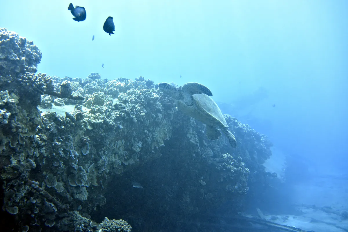Green Sea Turtle