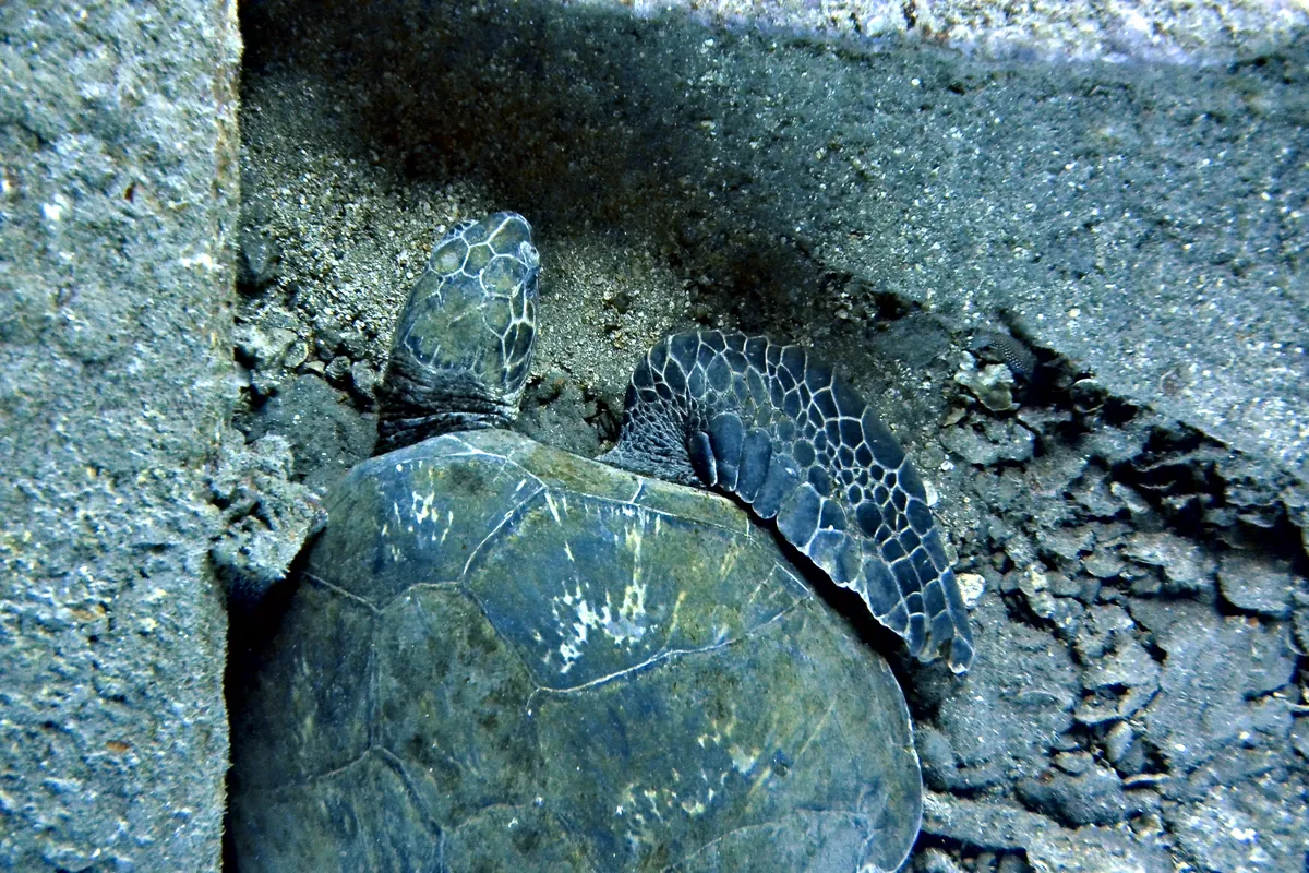Green Sea Turtle