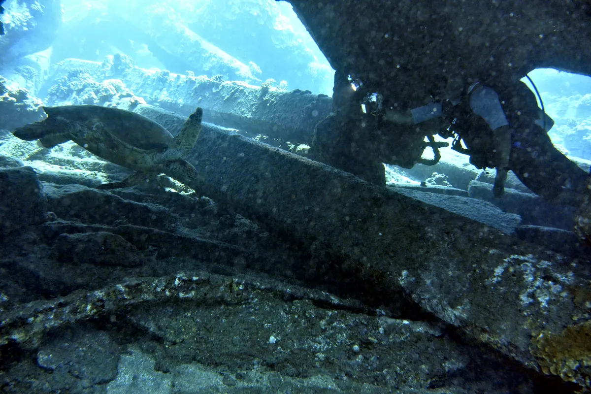 Green Sea Turtle
